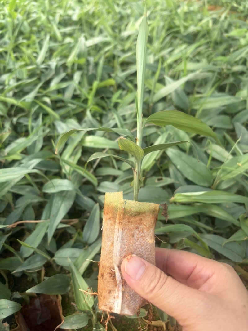 益智苗