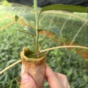 益智苗