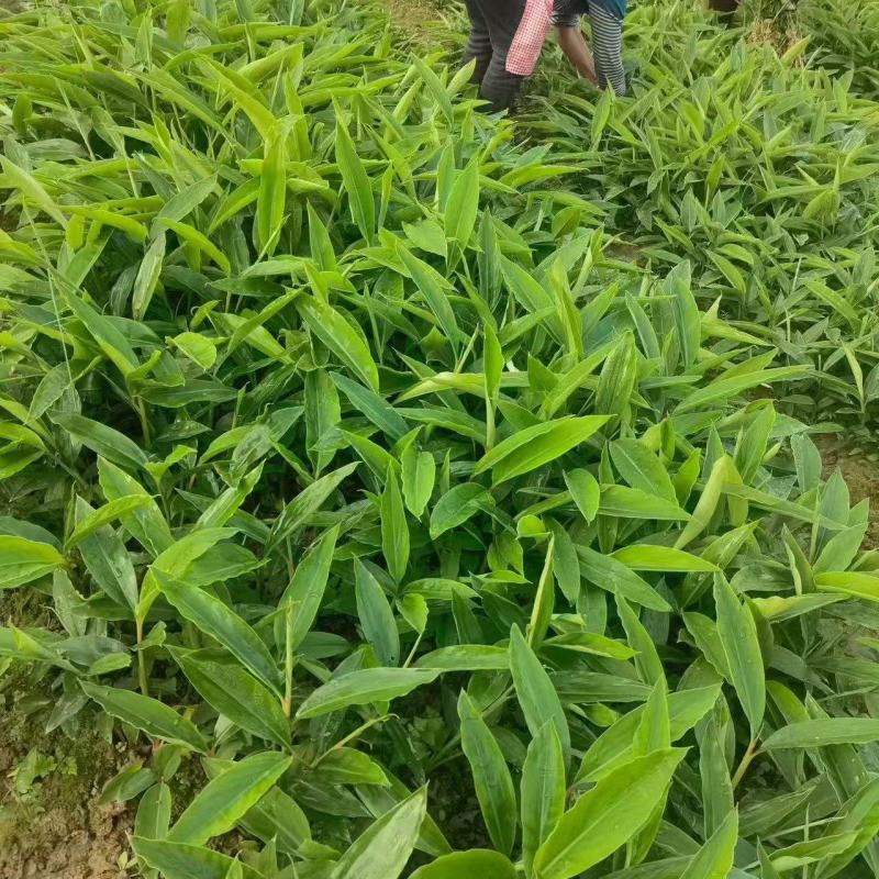 砂仁苗