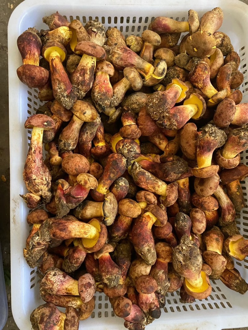 云南野生见手青新鲜牛肝菌产地整车批发