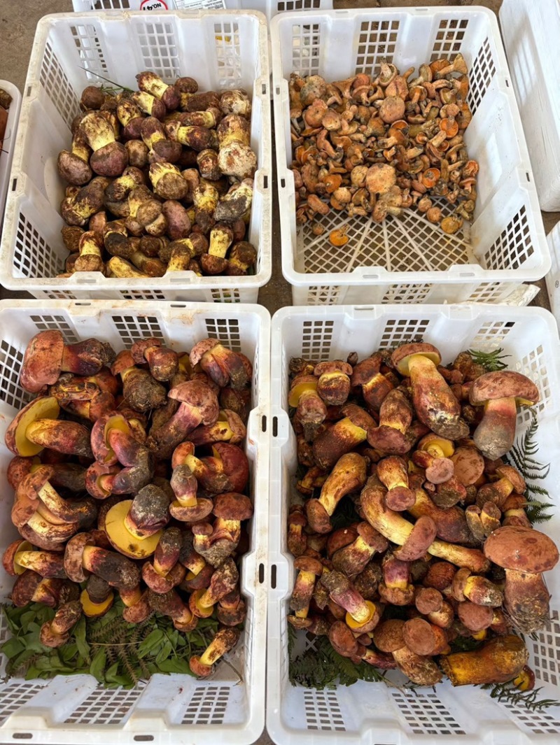 云南野生见手青新鲜牛肝菌产地整车批发