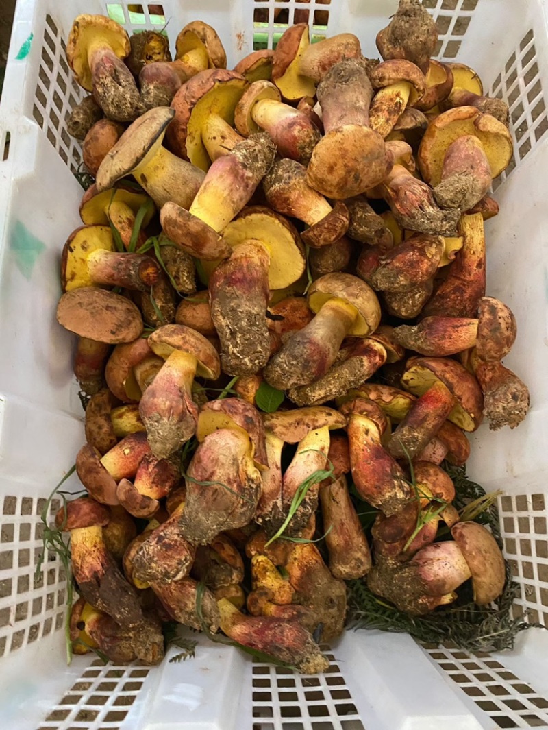 云南野生见手青新鲜牛肝菌产地整车批发