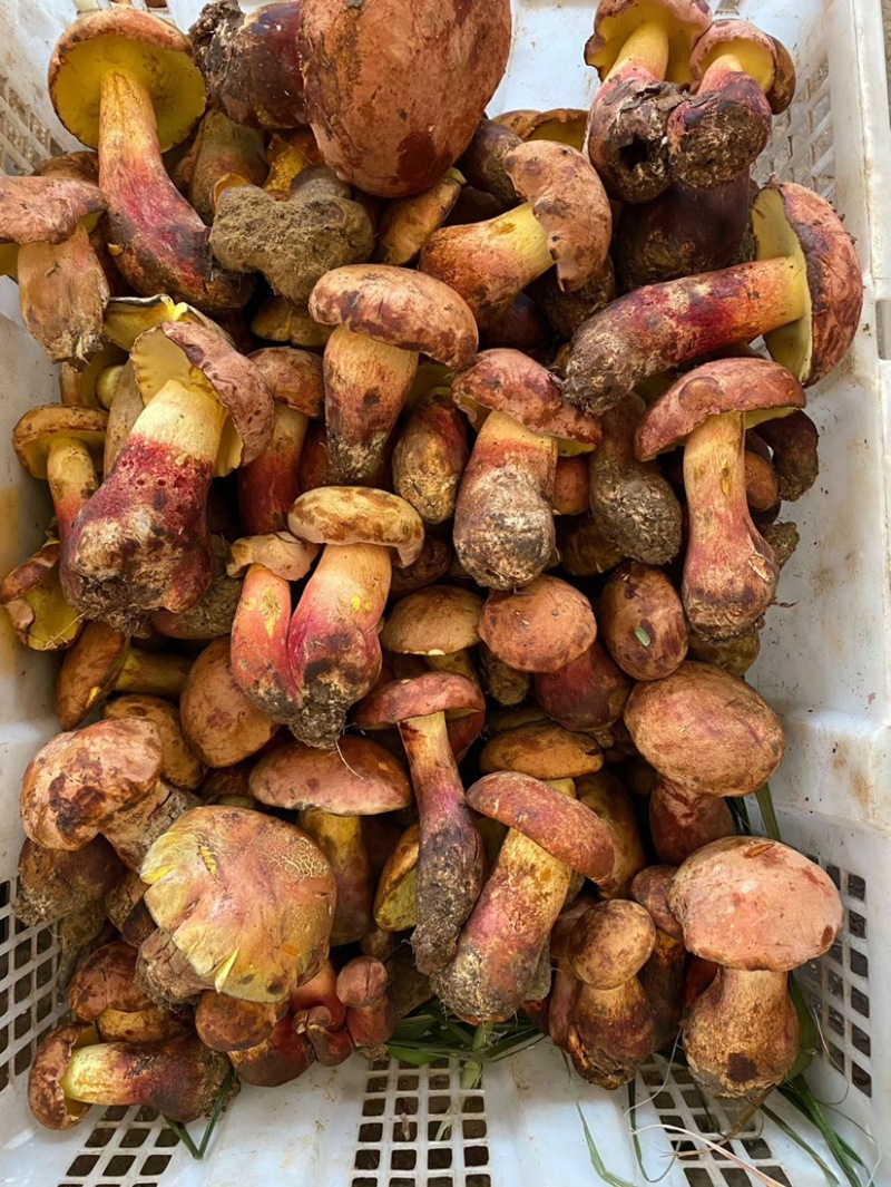 云南野生见手青新鲜牛肝菌产地整车批发