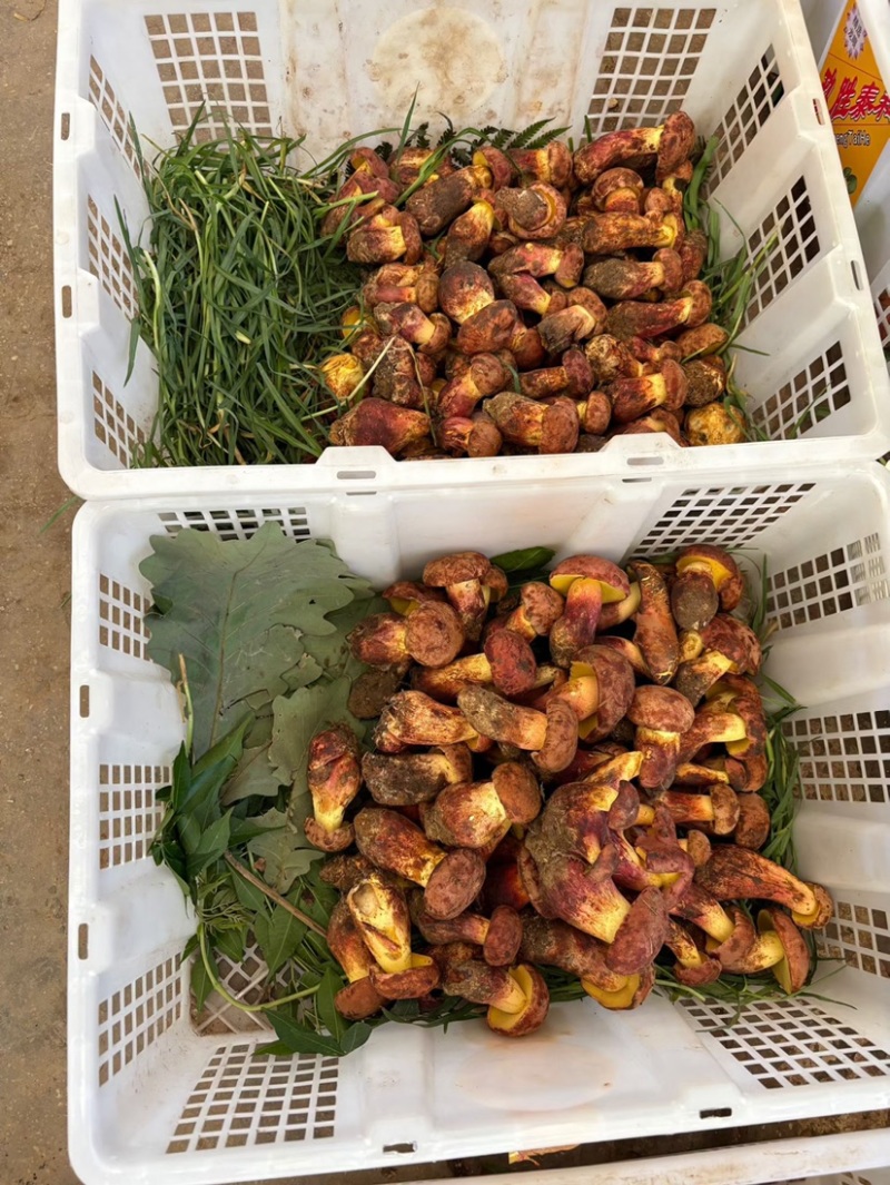云南野生见手青新鲜牛肝菌产地整车批发