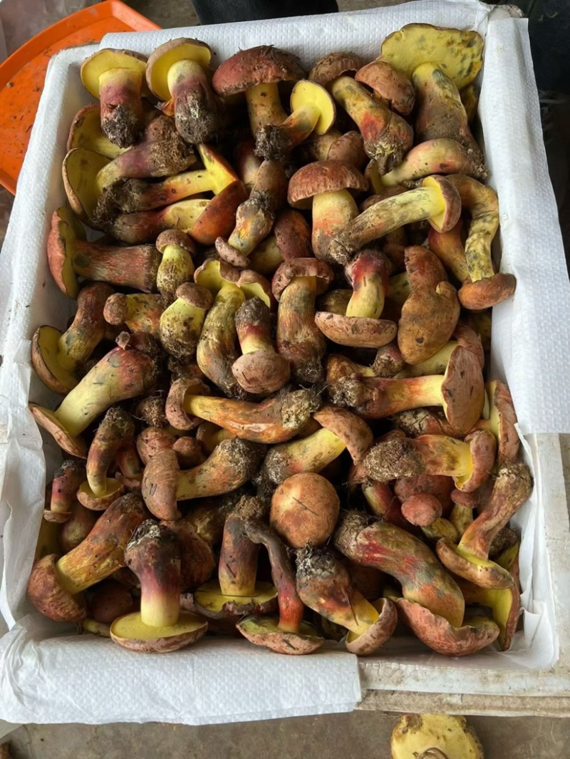 云南野生见手青新鲜牛肝菌产地整车批发
