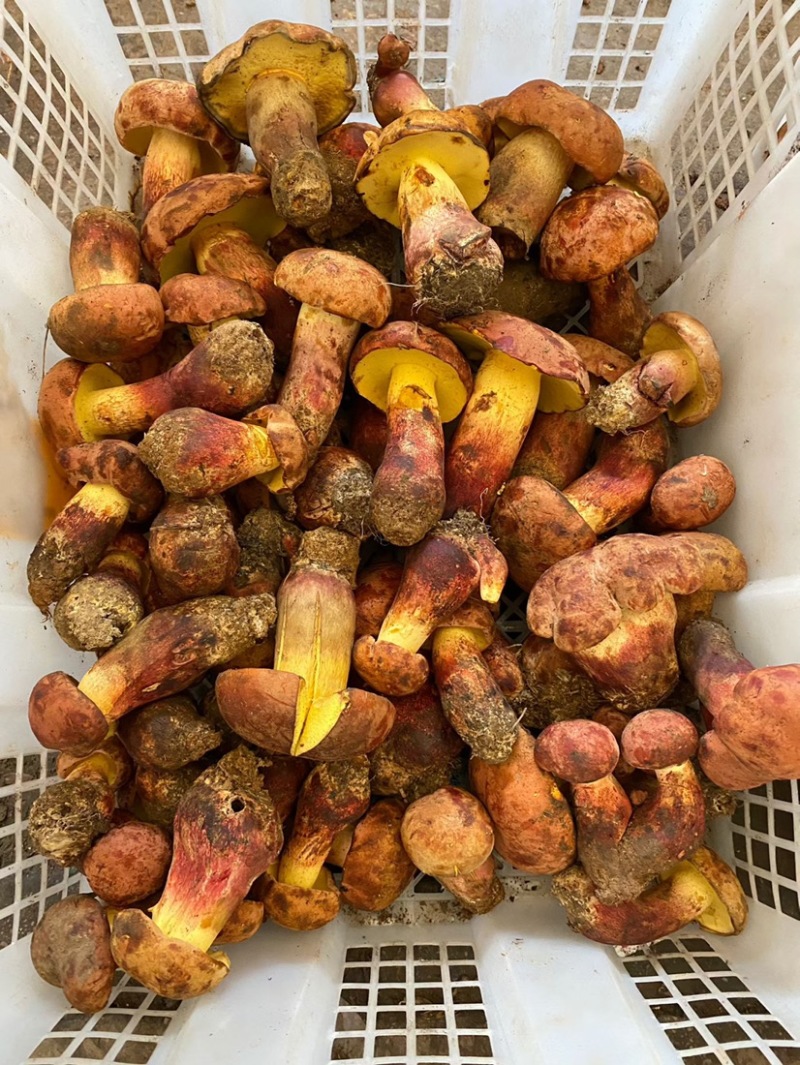 云南野生见手青新鲜牛肝菌产地整车批发