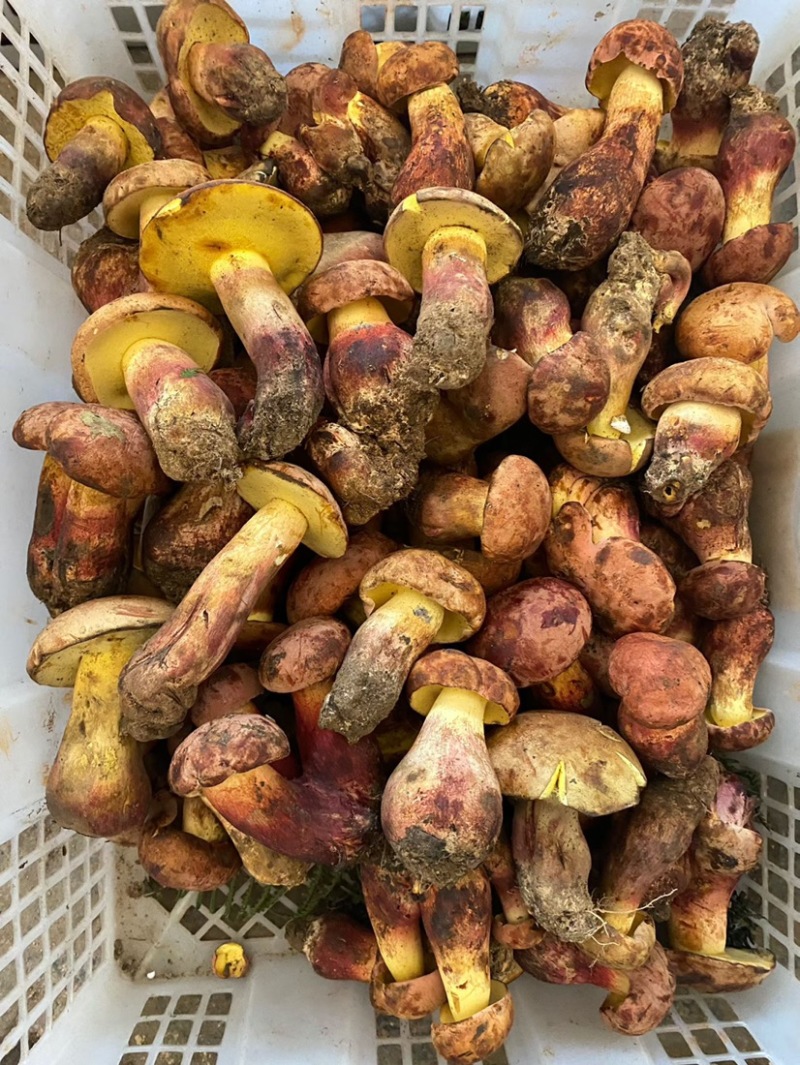 云南野生见手青新鲜牛肝菌产地整车批发