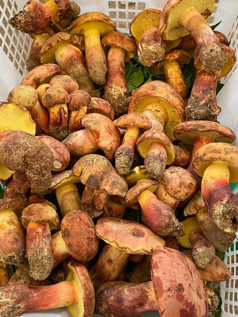 云南野生见手青新鲜牛肝菌产地整车批发