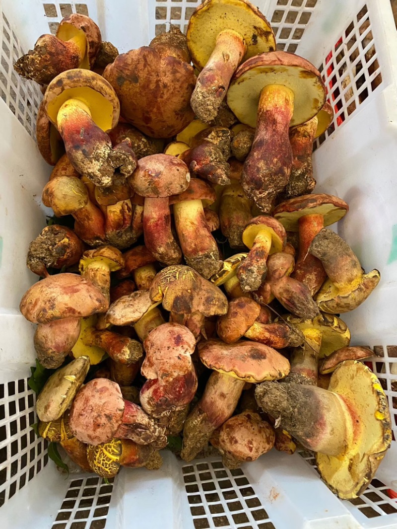 云南野生见手青新鲜牛肝菌产地整车批发