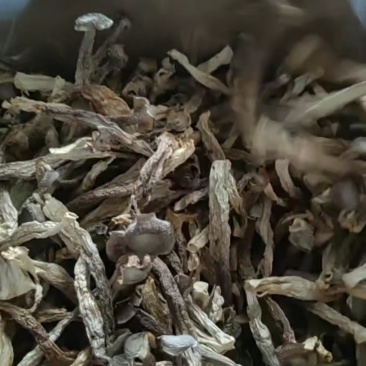 鹿茸菇