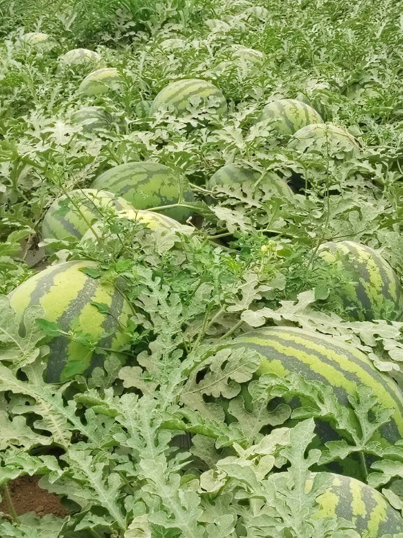 锦王西瓜