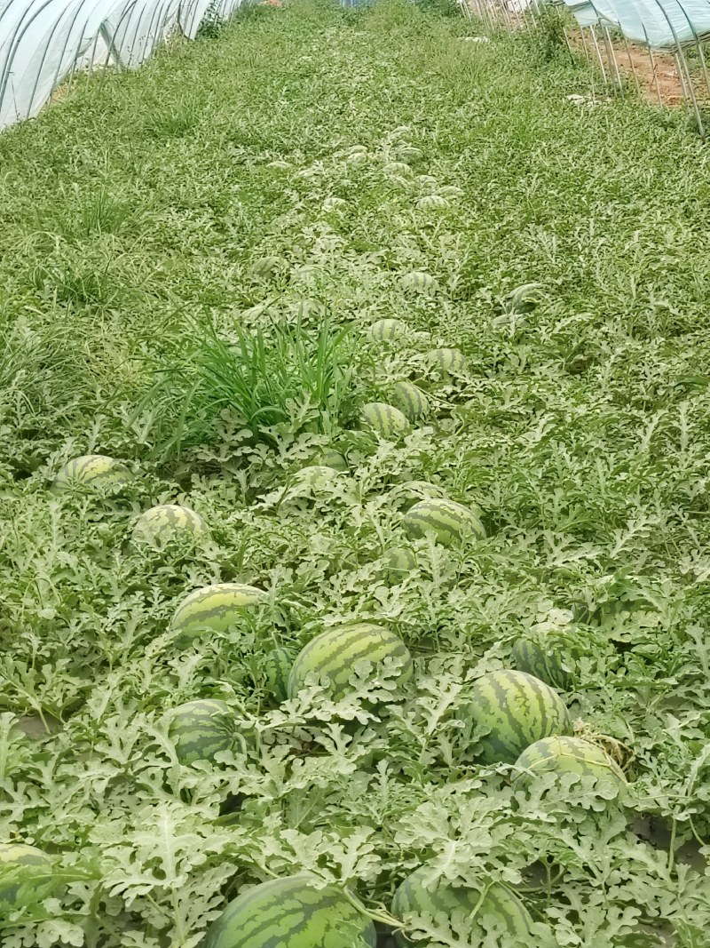 锦王西瓜