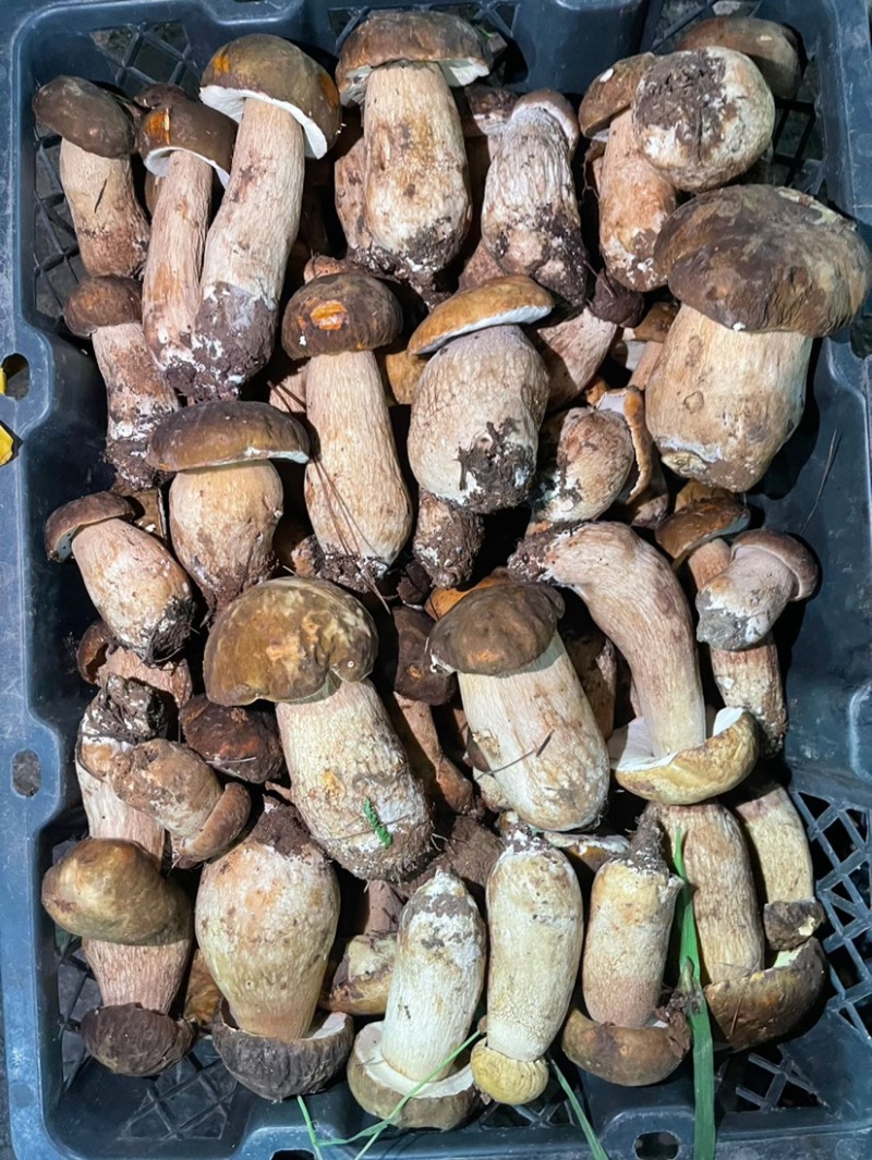 云南新鲜牛肝菌/白牛肝/黄牛肝