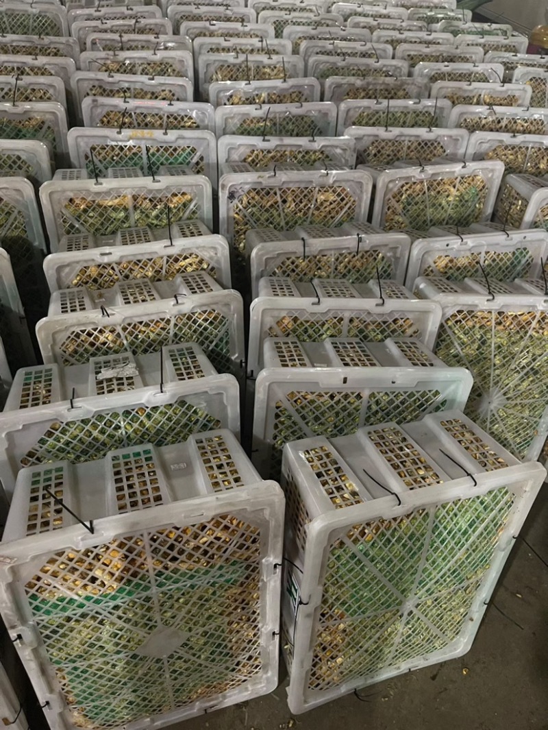 云南新鲜牛肝菌/白牛肝/黄牛肝