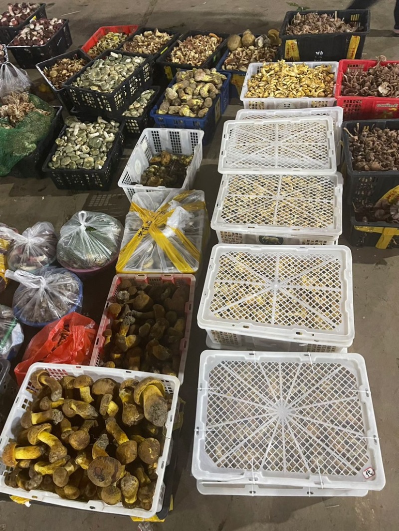 云南新鲜牛肝菌/白牛肝/黄牛肝