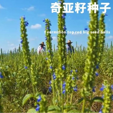 可发芽奇亚籽种子水培儿童学习种子春天植物幼儿园手工种子地