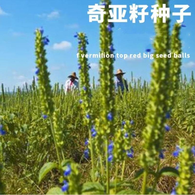 可发芽奇亚籽种子水培儿童学习种子春天植物幼儿园手工种子地