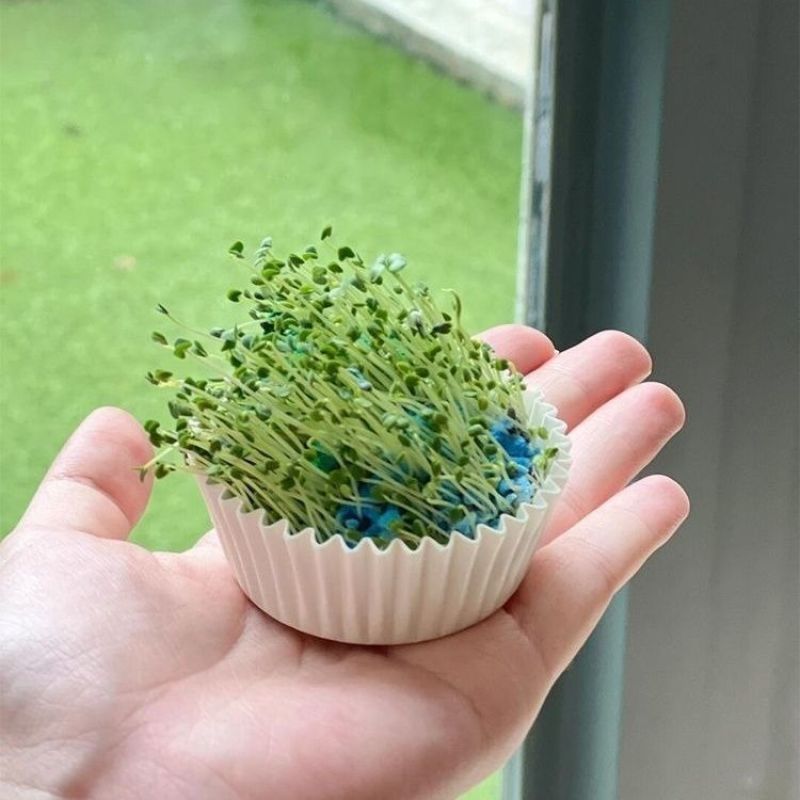 可发芽奇亚籽种子水培儿童学习种子春天植物幼儿园手工种子地