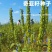 可发芽奇亚籽种子水培儿童学习种子春天植物幼儿园手工种子地