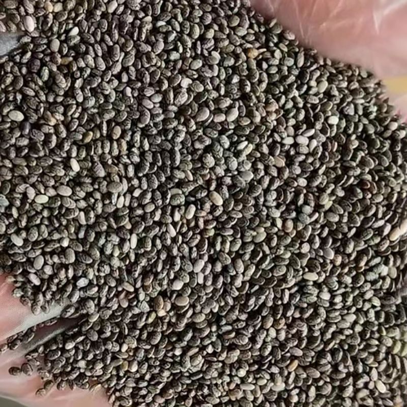 可发芽奇亚籽种子水培儿童学习种子春天植物幼儿园手工种子地