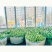 可发芽奇亚籽种子水培儿童学习种子春天植物幼儿园手工种子地