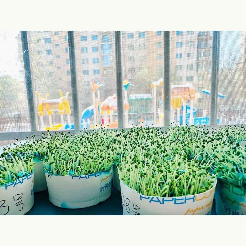 可发芽奇亚籽种子水培儿童学习种子春天植物幼儿园手工种子地