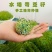 可发芽奇亚籽种子水培儿童学习种子春天植物幼儿园手工种子地