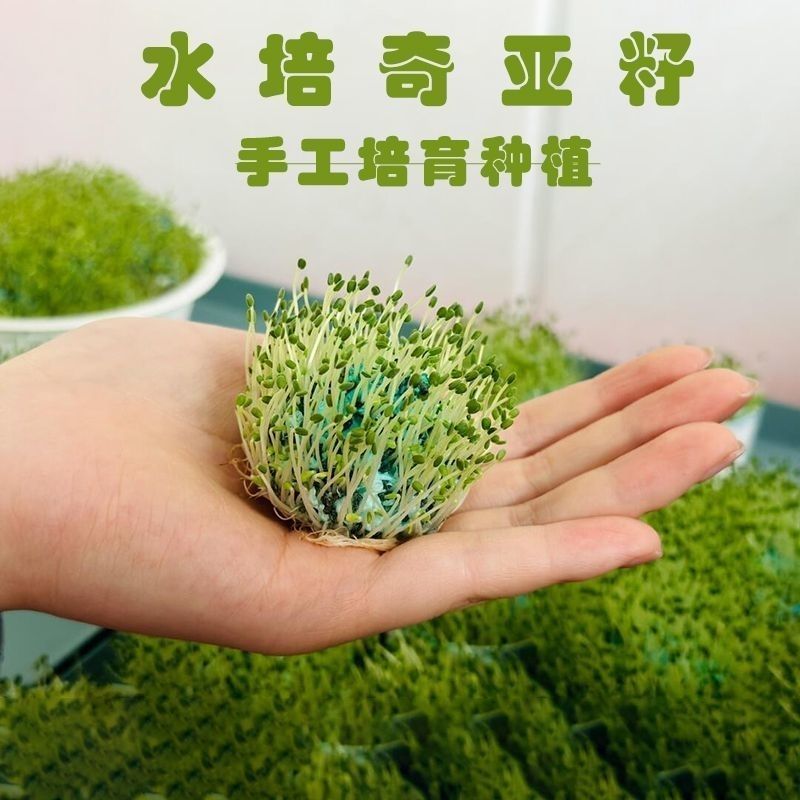 可发芽奇亚籽种子水培儿童学习种子春天植物幼儿园手工种子地