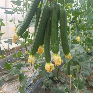 精品鲜花油皮丝瓜小丝瓜新鲜现摘货源充足价格实惠