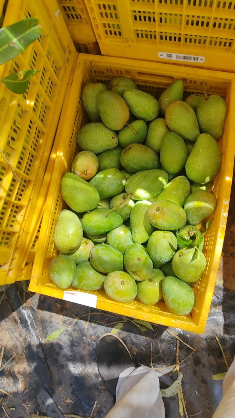 海南三亚热带高山种植台农芒