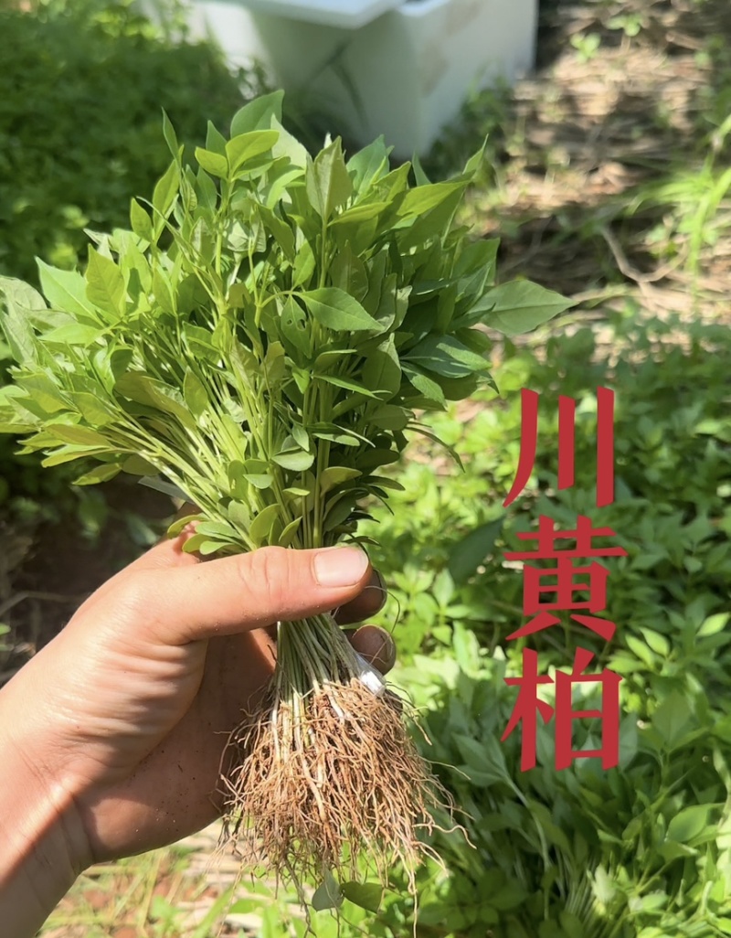 川黄柏苗厚皮大叶四川峨眉山基地直供量大从优