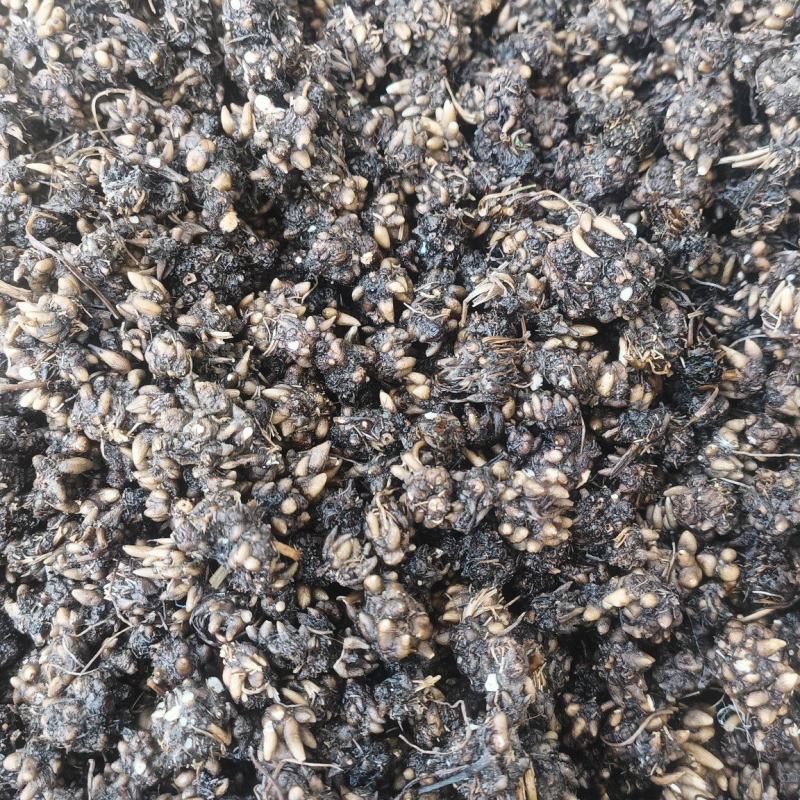 猫爪草统货32元一斤产地直发量大从优可视频看货对接全国