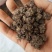 猫爪草统货32元一斤产地直发量大从优可视频看货对接全国