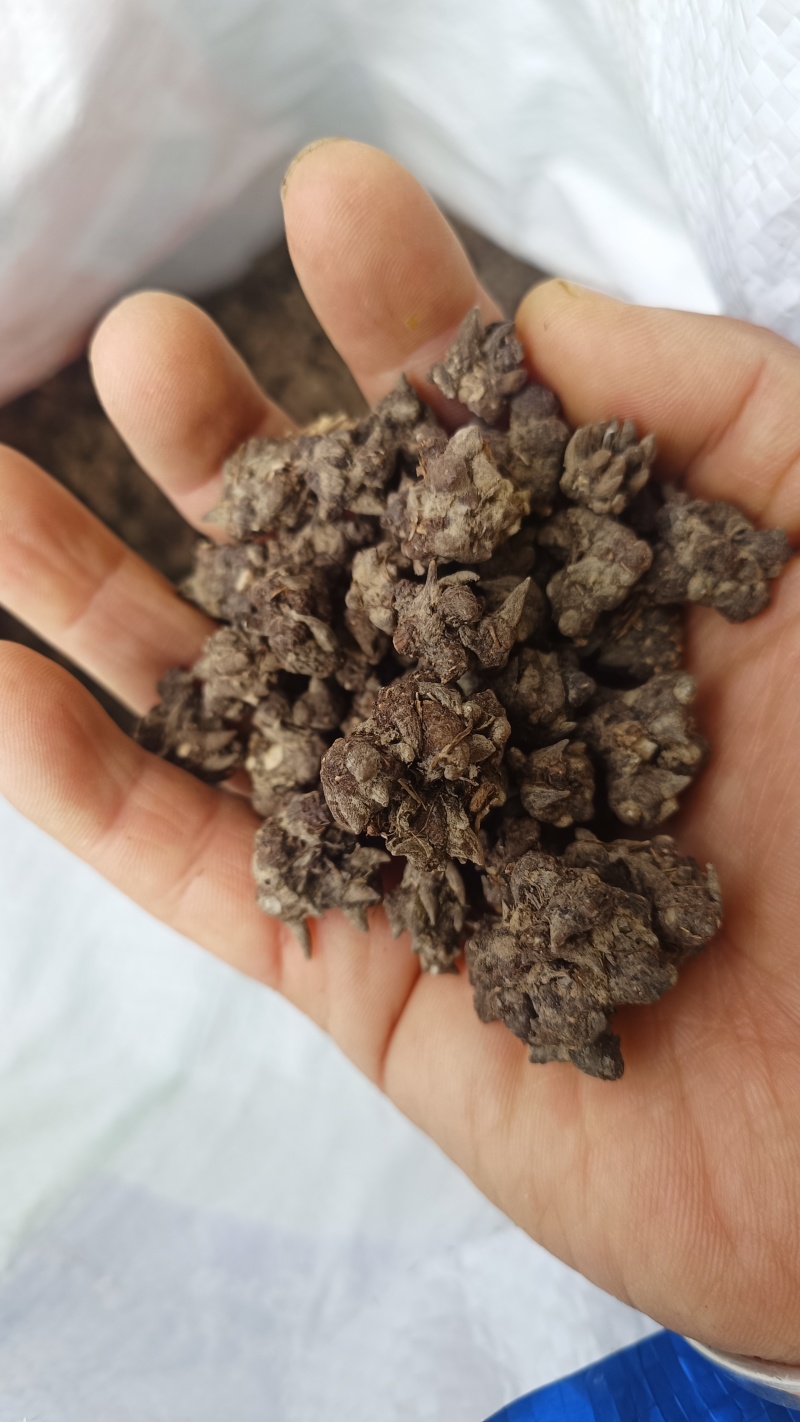 猫爪草统货32元一斤产地直发量大从优可视频看货对接全国