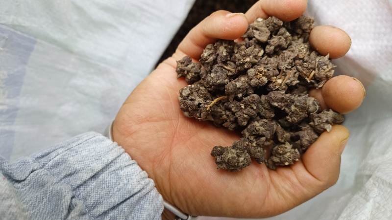 猫爪草统货32元一斤产地直发量大从优可视频看货对接全国