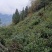 贵州高山种植正山小种红茶