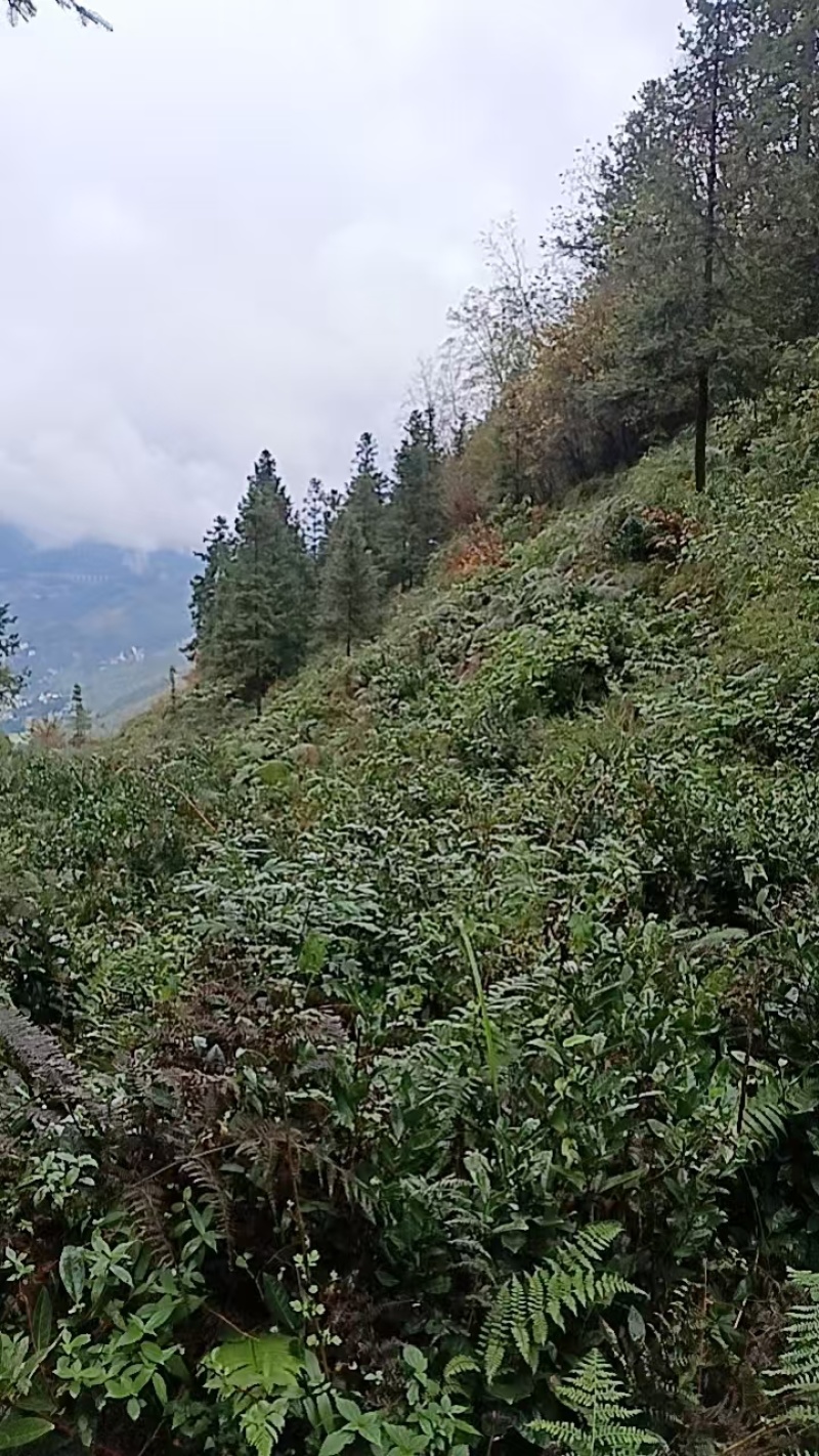 贵州高山种植正山小种红茶