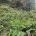 贵州高山种植正山小种红茶