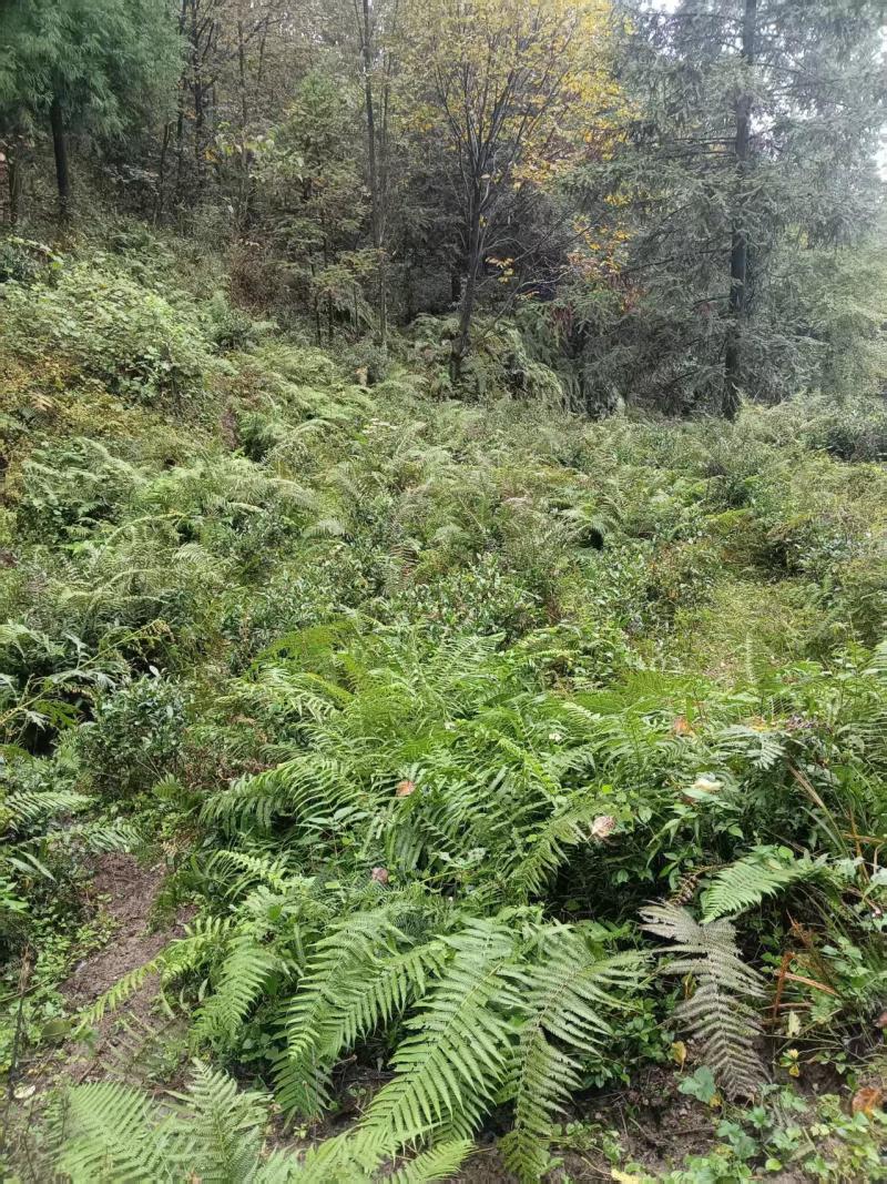 贵州高山种植正山小种红茶