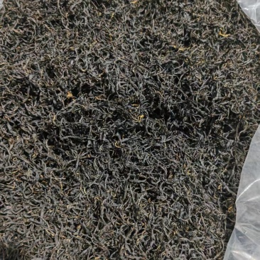 贵州高山种植正山小种红茶