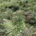 贵州高山种植正山小种红茶