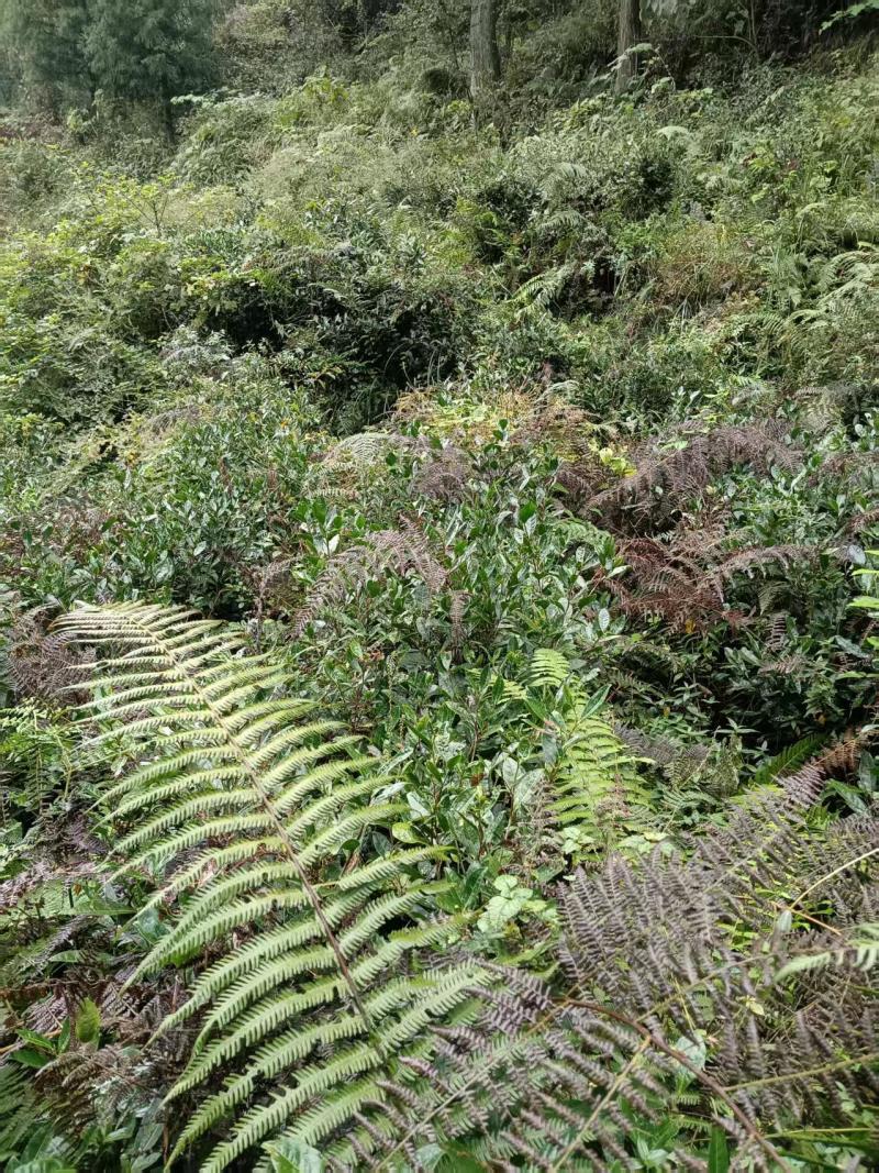 贵州高山种植正山小种红茶