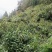贵州高山种植正山小种红茶