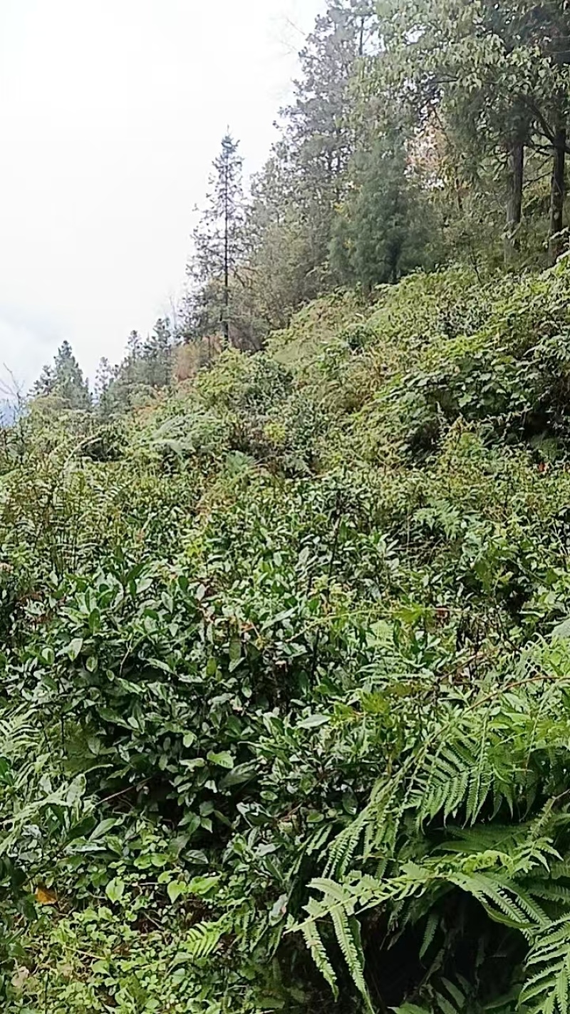 贵州高山种植正山小种红茶