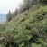 贵州高山种植正山小种红茶