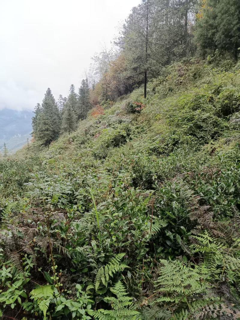 贵州高山种植正山小种红茶