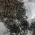 贵州高山种植正山小种红茶