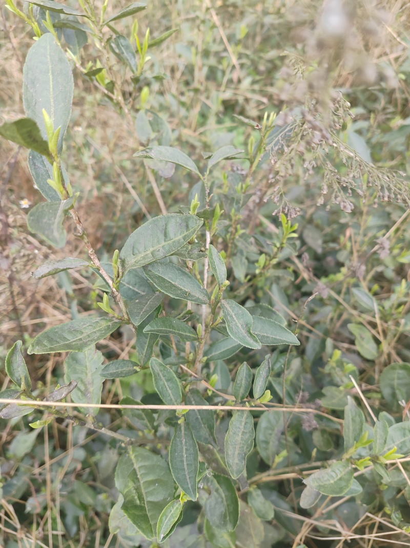 贵州高山种植正山小种红茶