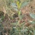 贵州高山种植正山小种红茶
