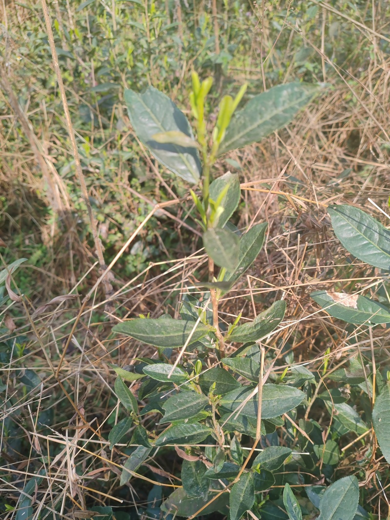 贵州高山种植正山小种红茶